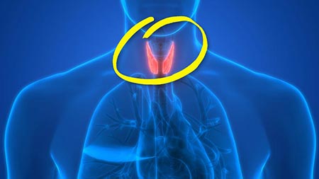 Scientific drawing of human body showing where the thyroid gland is located in the neck