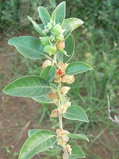 Photograph of White Cherry plant showing stem with leaves, berries, and buds