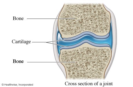 cartilage